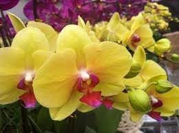 Heirloom Butterfly Orchid Flower seeds for Planting Low Maintenance Heirloom & GMO Free Seeds for Home Garden 
 
 Sale for planting in home garden