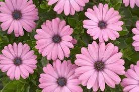 Osteospermum Ecklonis Flower seeds for Planting Premium Quality Heirloom & GMO Free Seeds for Home Garden 
 
 Sale for planting in home garden
