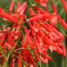 Russelia Flower seeds for Planting - Hardy Variety, Heirloom & GMO Free Seeds for Home Garden
 
 Sale for planting in home garden.