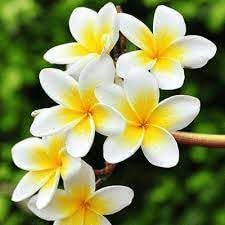 Frangipani Flower seeds for Planting Hardy Variety Heirloom & GMO Free Seeds for Home Garden