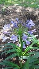 Light Blue Agapanthus Flower seeds for Planting - Fragrant Blossoms, Heirloom & GMO Free Seeds for Home Garden
 
 Sale for planting in home garden.