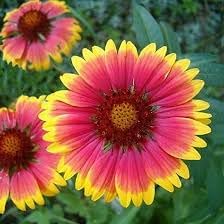 Gaillardia Flower seeds for Planting Vibrant Colors Heirloom & GMO Free Seeds for Home Garden 
 
 Sale for planting in home garden