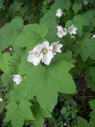 Rubus (Rubus Parviflorus) seeds for planting in home garden