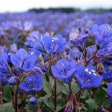 Heirloom Campanularia Flower seeds for Planting Seasonal Bloomer Heirloom & GMO Free Seeds for Home Garden 
 
 Sale for planting in home garden