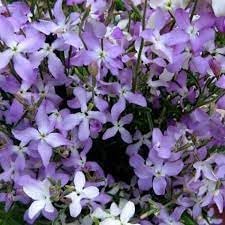 Matthiola Bicornis Flower seeds for Planting - Compact Growth, Heirloom & GMO Free Seeds for Home Garden
 
 Sale for planting in home garden