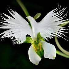 Orchid Flower seeds for Planting Drought Tolerant Heirloom & GMO Free Seeds for Home Garden 
 
 Sale for planting in home garden