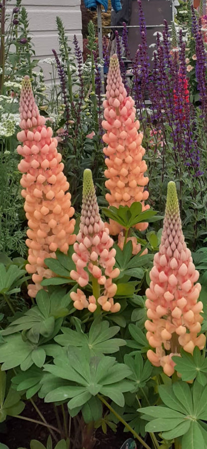 Lupine Wildflower Seeds orange yellow