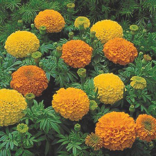 Vibrant Marigold Seeds for a Colorful Garden