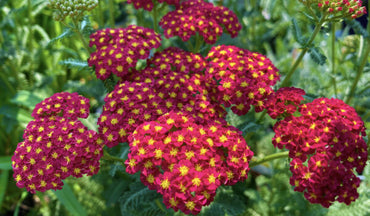 yarrow flower seeds red & yellow