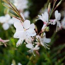 Gaura Lindheimeri Flower seeds for Planting - Colorful Display, Heirloom & GMO Free Seeds for Home Garden
 
 Sale for planting in home garden