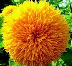 Teddy Bear SunFlower seeds for Planting Cottage Garden Essential Heirloom & GMO Free Seeds for Home Garden 
 
 Sale for planting in home garden