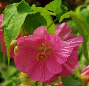 Pink Abutilon Striatum Flower seeds for Planting - Wildflower Mix, Heirloom & GMO Free Seeds for Home Garden
 
 Sale for planting in home garden.