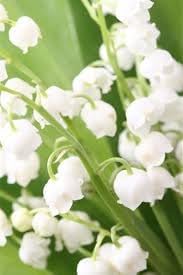 Heirloom Bell Orchid Flower seeds for Planting Fragrant Blossoms Heirloom & GMO Free Seeds for Home Garden 
 
 Sale for planting in home garden