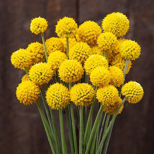 Semillas de flor Craspedia para plantar Fácil de cultivar Semillas tradicionales y libres de organismos modificados genéticamente para jardín doméstico