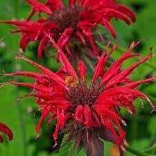 Red Bergamot Monarda Flower seeds for Planting Seasonal Bloomer Heirloom & GMO Free Seeds for Home Garden 
 
 Sale for planting in home garden