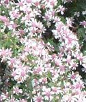 Pink White Lateriflorus Flower seeds for Planting - Bright Blooms, Heirloom & GMO Free Seeds for Home Garden
 
 Sale for planting in home garden