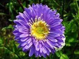 Chrysanthemum Yellow Purple Flower seeds for Planting - Easy to Grow, Heirloom & GMO Free Seeds for Home Garden
 
 Sale for planting in home garden