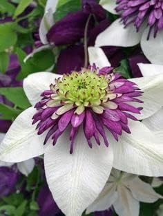 Clematis White Purple Flower seeds for Planting - Low Maintenance, Heirloom & GMO Free Seeds for Home Garden
 
 Sale for planting in home garden.