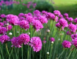 Armeria Flower seeds for Planting - Cottage Garden Essential, Heirloom & GMO Free Seeds for Home Garden
 
 Sale for planting in home garden