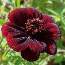 Dichondra Cosmos Flower seeds for Planting - Hardy Variety, Heirloom & GMO Free Seeds for Home Garden
 
 Sale seeds for planting in home garden