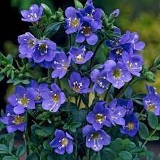 Jacobs Flower seeds for Planting Low Maintenance Heirloom & GMO Free Seeds for Home Garden 
 
 Sale for planting in home garden