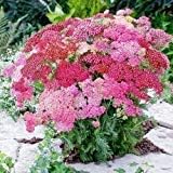 Mixed Achillea Millefolium Flower seeds for Planting - Vibrant Colors, Heirloom & GMO Free Seeds for Home Garden
 
 Sale seeds for planting in home garden
