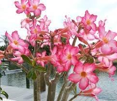 Heirloom Caudex Flower seeds for Planting Perfect for Borders Heirloom & GMO Free Seeds for Home Garden 
 
 Sale for planting in home garden