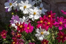 Cosmos Flower seeds for Planting Pollinator Friendly Heirloom & GMO Free Seeds for Home Garden 
 
 Sale for planting in home garden