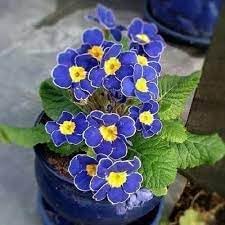 Heirloom Primrose Flower seeds for Planting Fragrant Blossoms Heirloom & GMO Free Seeds for Home Garden 
 
 Sale for planting in home garden
