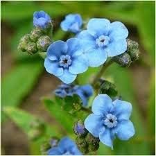 Blue Cynoglossum Flower seeds for Planting - Vibrant Colors, Heirloom & GMO Free Seeds for Home Garden
 
 Sale for planting in home garden.
