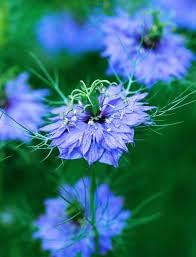 Indigo (Indigo Flower) seeds for planting in home garden