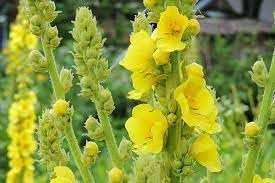 Verbascum Flower seeds for Planting Pollinator Friendly Heirloom & GMO Free Seeds for Home Garden 
 
 Sale for planting in home garden