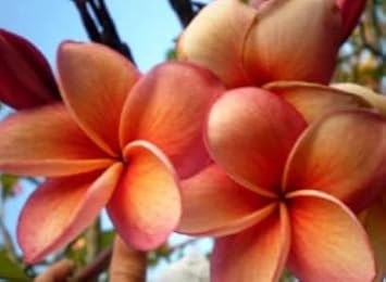 Orange Frangipani Flower seeds for Planting Cut Flower Favorite Heirloom & GMO Free Seeds for Home Garden 
 
 Sale seeds for home garden planting