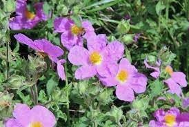 Zistrose Flower seeds for Planting - Easy to Grow, Heirloom & GMO Free Seeds for Home Garden
 
 Sale for planting in home garden.