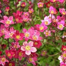 Saxifraga Moss Flower seeds for Planting - Perfect for Borders, Heirloom & GMO Free Seeds for Home Garden
 
 Sale seeds for planting in home garden