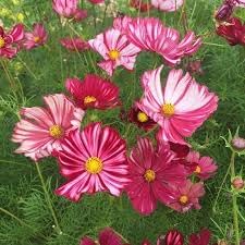 Cosmos Velouette Flower seeds for Planting Long Bloom Season Heirloom & GMO Free Seeds for Home Garden 
 
 Sale for planting in home garden