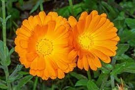 Calendula Officinalis Flower seeds for Planting - Easy to Grow, Heirloom & GMO Free Seeds for Home Garden
 
 Sale for planting in home garden.