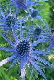 Eryngium Planum Flower seeds for Planting - Perfect for Borders, Heirloom & GMO Free Seeds for Home Garden
 
 Sale for planting in home garden