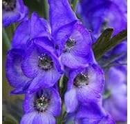 Aconite Flower seeds for Planting - Long Bloom Season, Heirloom & GMO Free Seeds for Home Garden
 
 Sale seeds for planting in home garden