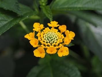 Verbena Yellow Flower seeds for Planting - Low Maintenance, Heirloom & GMO Free Seeds for Home Garden
 
 Sale for planting in home garden