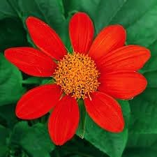 Tithonia Flower seeds for Planting - Hardy Variety, Heirloom & GMO Free Seeds for Home Garden
 
 Sale for planting in home garden.