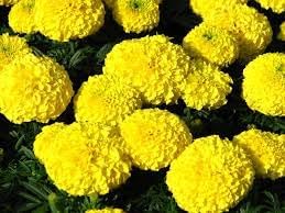 Chrysanthemum Marigold Flower seeds for Planting Bright Blooms Heirloom & GMO Free Seeds for Home Garden 
 
 Sale for planting in home garden