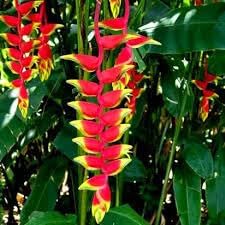 Heliconia Flower seeds for Planting Perfect for Borders Heirloom & GMO Free Seeds for Home Garden 
 
 Sale for planting in home garden
