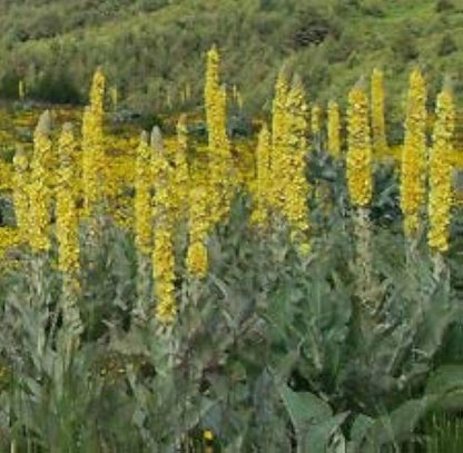 Greek Mullein Herb Seeds