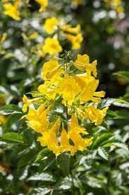 planting esperanza seeds Esperanza Flower seeds for Planting Wildflower Mix Heir