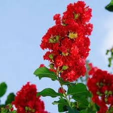 Crepe Myrtle Flower seeds for Planting Seasonal Bloomer Heirloom & GMO Free Seeds for Home Garden 
 
 Sale for planting in home garden