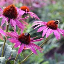 ConeFlower seeds for Planting - Cut Flower Favorite, Heirloom & GMO Free Seeds for Home Garden
 
 Sale for planting in home garden.