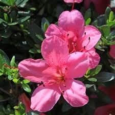 Pink Satsuki Azalea Flower seeds for Planting - Vibrant Colors, Heirloom & GMO Free Seeds for Home Garden
 
 Sale seeds for planting in home garden