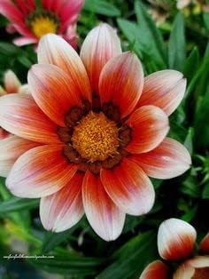 White Orange Gazania Flower seeds for Planting - Premium Quality, Heirloom & GMO Free Seeds for Home Garden
 
 Sale seeds for planting in home garden