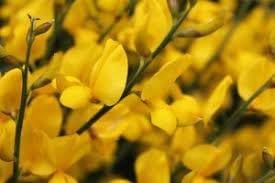 Heirloom Spartium Flower seeds for Planting Drought Tolerant Heirloom & GMO Free Seeds for Home Garden 
 
 Sale for planting in home garden